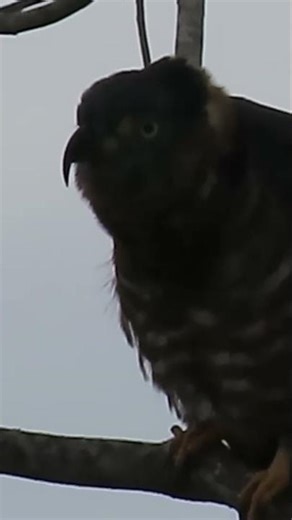 the colors of a hawk hunting snails #animals