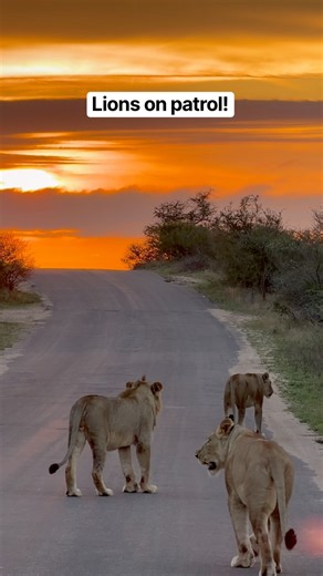 These lions were making their territory known! 🦁 #lions # #safari #wildlife #shorts