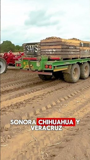 Como se hacen las SABRITAS 🥔 | Siembra de papa en México 🇲🇽 | Producció de papa #agricultura