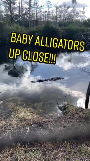 A few clips from our latest exploration to the Everglades!! Great footage of Mama Gator and her Babies!! and a couple of 9ft gators including a bull!! #alligator #gator #everglades #fishing #florida #thedailygator #viral #fyp