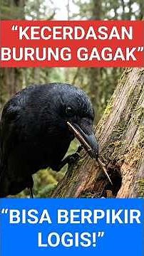 Is This the Smartest Bird Alive?! How Crows Use Tools and Solve Problems Like Humans