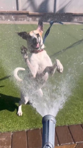 9.9K views · 423 reactions | Somewhere under the rainbow is Laila...