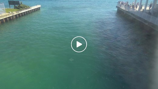 Manatee Lagoon Cam