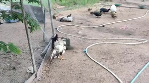 1 vs 2 | Animals Attack