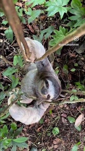 🦥Mesmerizing Agility: Witness the Unique Sloth Climbing!