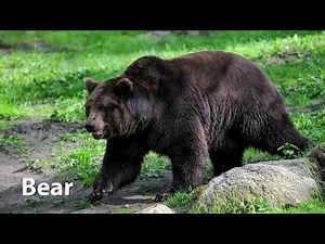 Bear Sounds