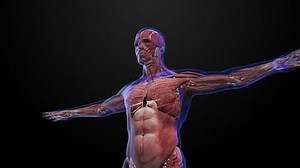 3d Animation Illustration X-ray Human Body Stock Footage Video (100% Royalty-free) 3751837085 | Shutterstock