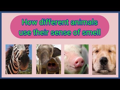 How different animals use their sense of smell