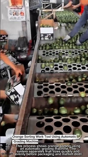 Orange Sorting Work Tool Using Automatic Grading Machine #worktool