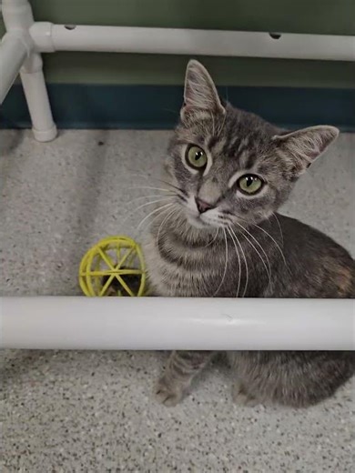 What is this strange toy human? - Chowder