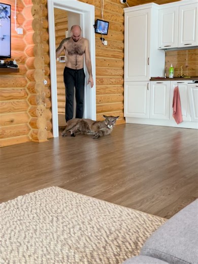 Месси - пушистый «лежачий полицейский» в действии