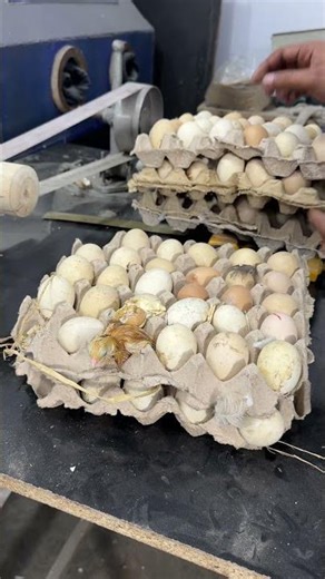 Can't believe - Chick hatched under Eggs trays