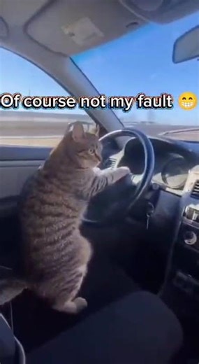 This Cat Almost Crashed the Car | Funny Dashcam Shorts