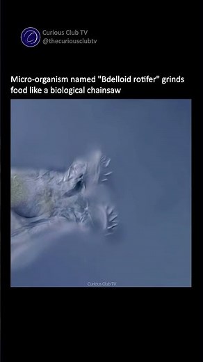 The Microscopic Creature with a Chainsaw Mouth