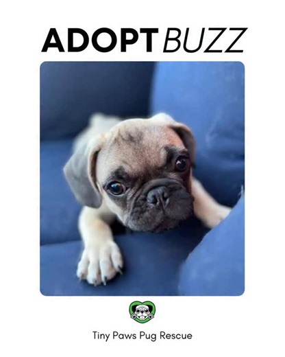 Meet Buzz Lightyear💚, the newest star in town! This adorable 12-week-old French Bulldog/Pug mix is ready to shine with his toasted tan coat. Buzz is a playful bundle of joy who loves to tease other dogs and chew on bones. He's received two rounds of vaccines and is now available for adoption with a neuter agreement. Don't miss your chance - apply to adopt Buzz today!l #tinypawspugrescue #adoptdontshop #pug #rescuedog #pugs #frenchie #rescuepug #rescue #adoption #pugoween2025 #sfbayarea #central