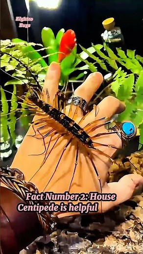 House Centipede Facts That Will Surprise You! #facts #shorts #wildliferescue