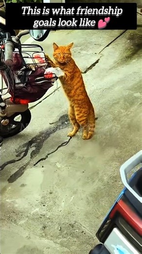 Dog 🐶 vs Cat 😼 | Funny Fight That Looks Real but It’s Just Friendship | Must Watch!