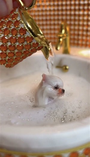 O primeiro banho dele | Dog Bath