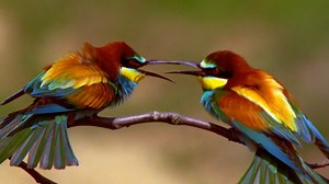 Courtship Rituals of European Bee-Eaters & Rollers | Britannica