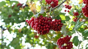 The name of this tree is Sweet viburnum. Scientific name is Viburnum odoratissimum,Viburnum odoratissimum var. awabuki. Red fruits are growing.