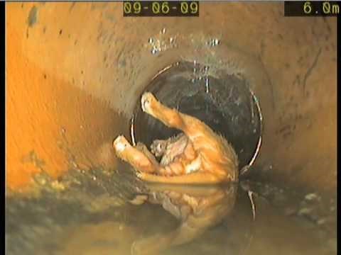 Dyno Rod Rescue Puppy From Drain - Dyno-Rod