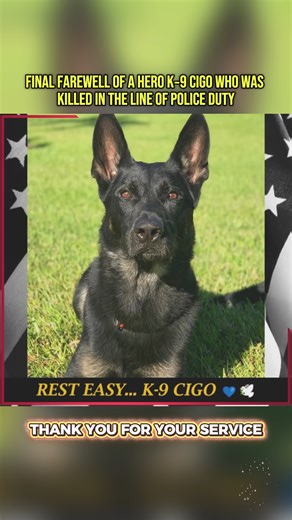 Guardians Of Courage K-9 Cigo And Bolo’s Story #k9 #honor #farewell #dog #doglover | Echoes of Olympus