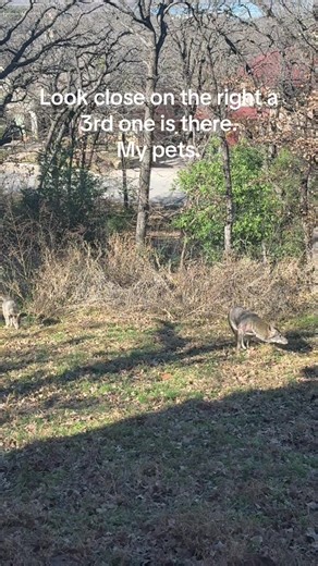 Understanding Coyote Behavior in Wildlife