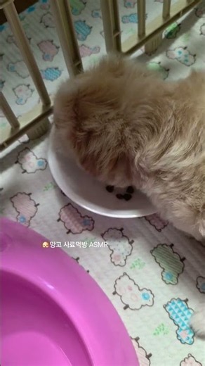 강아지 먹방 asmr 🐶 +70days #강아지 #강아지일상 #강아지브이로그 #말티푸 #아기강아지