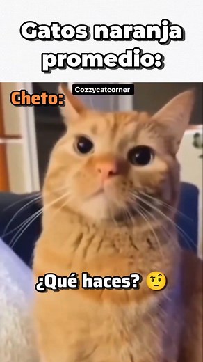 Gatos naranja promedio 🐱🍊 #reels #meme #humor #memes #gato #cat #michi #gatos #cats #michis #comedy #catlover #catsofinstagram #gatoslindos #gatosdeinstagram #gatonaranja #michismemes #michistiernos #reelsvideo #reelsinstagram | Pato Chamoy