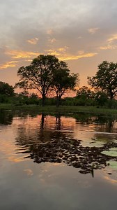 1.5K views · 99 reactions | A sunset mokoro down the Okavango Delta 李 with our experienced mokoro safari guides BB and Tyro. Spend the afternoon drifting up the Okavango Delta while learning all about the incredible water life the Okavango has to offer, and spotting wildlife on the river banks  To discover more about our authentic Botswana safari experiences, visit the link  https://africanbushcamps.com : Khwai Leadwood : Botswana | African Bush Camps | Facebook