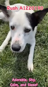 3.3K views · 109 reactions | Rush: ID# 1220190, Female, 3 years, 32...