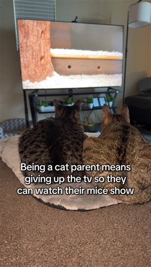 Life with Cats: The True Cost of Cat Parenthood