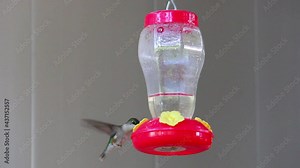 A video of a Humming bird feeding from a feeder.