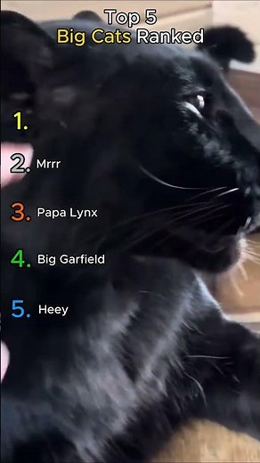 🦁 Ranking The Most Incredible Big Cats Moments 🐯