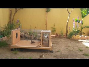 Homemade Sparrow Trap, To Catch All Kinds of Birds! Part 1