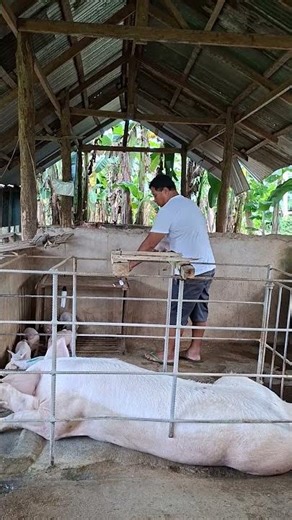 inject piglet #pig #pigfeed #pigindustry #animals #farming101 #farm #piggy #pigfarm #piggerybusiness