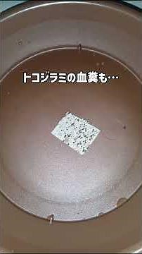 おかやま🍑マダニ探訪:マダニ蛍光調査