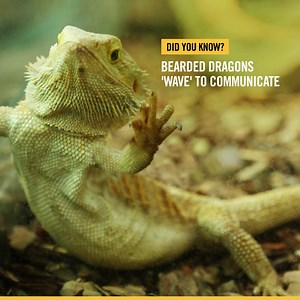 9.4K views · 139 reactions | When one Bearded Dragon spots another, they'll wave their arm in a circular motion to recognise their presence. It's generally accepted as a symbol of submission by the smaller Beardie. They have been known to wave at their humans – does yours wave at you? | Petbarn | Facebook
