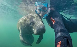 My Guide to Booking the Best Manatee Tours in Crystal River, Florida