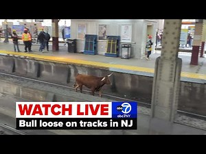 LIVE | Bull loose on train tracks near Newark Penn Station in New Jersey