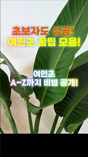 여인초 키우기 초보자도 성공! 여인초 키우기 꿀팁 총정리! #극락조#traveller's tree-홈가드닝 아파트정원 HomeGardening #plants #식물키우기