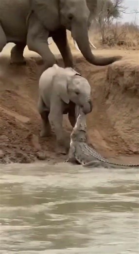 What Happened When the Mother Elephant Charged 🐘🔥🐊
