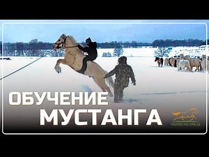 Ranch in the Urals / Training a Mustang Stallion / Breeding the Bashkir Horse Breed