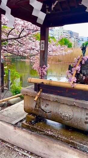 Tokyo, Japan 🎥 By: travel.lovers.channel. #travel #familytravel #travelphotography #naturephotography #adventureawaits #familytrip #bestoftheday #naturebeauty #familyfriendly #vacationmode #travellife #funnymoments #lifehacks #lifestyle #japan #japantravel #japanlove #tokyo #kyoto #nara #hotelreview #nature #amalficoast #beautifuldestinations #mountains #bucketlisttravel #TravelMagic #romanticgetaway | Travel Lovers Channel