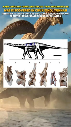 A new dinosaur genus and species: “Yantanosaurus lini” was discovered in Chuxiong, Yunnan