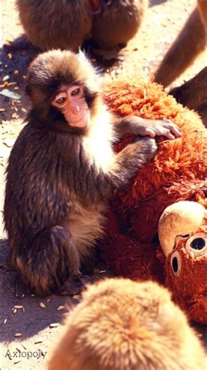 Punch The Baby Monkey’s Plushie Toy Is More Than A Toy, It’s His Lifeline. | #punchkun #babymonkey