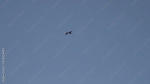 slow motion of Magnificent frigatebird, Fregata magnificens, a big black seabird with a characteristic red gular sac, soaring in the clear blue sky over the coastline of the pacific ocean.