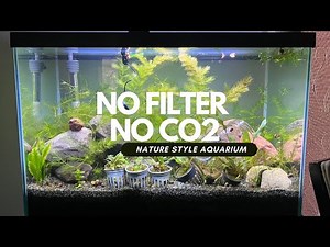 20 Gallon NO FILTER NO CO2 Planted Tank Update (Day 13)