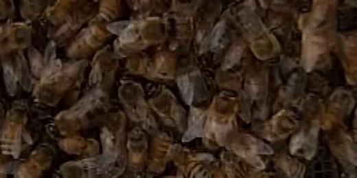 Expert shares how to limit bee stings