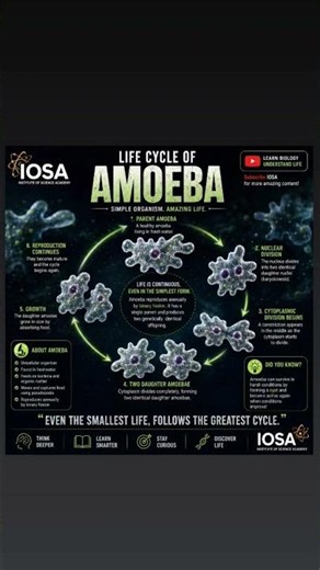 Life cycle Amoeba 🦠✨💫#biology #zoology #science #knowledge #viralshorts
